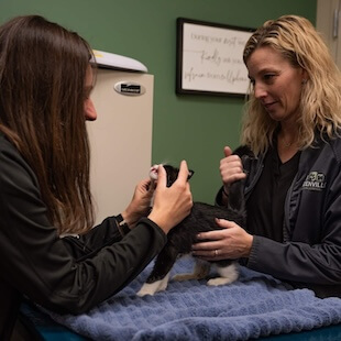 Dental Care Services in Greenville