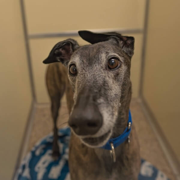 decor image on Greenville Animal Hospital