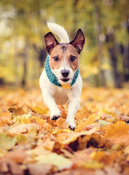 A dog running through the fall leaves after his wellness exam