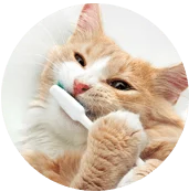 A Cat Brushing his teeth with a tooth brush
