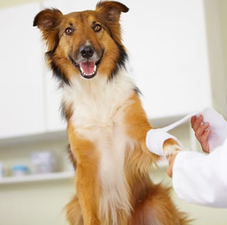 About Greenville Animal Hospital in Greenville, MI