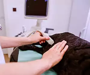 Veterinarian performing a dog ultrasound