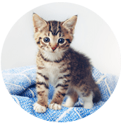 Kitten Sitting On a Blanket