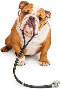 Dog wearing a stethoscope for pet diagnostics