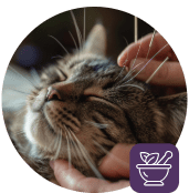 Acupuncture-cat (1)