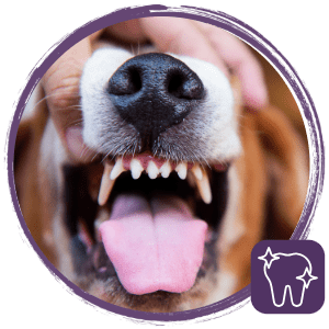 dog Dental care image-4